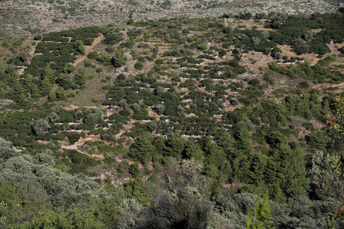 Chios Mastiha Landscapes
