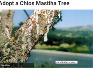 The National Herald-Adopt a Chios Mastiha Tree