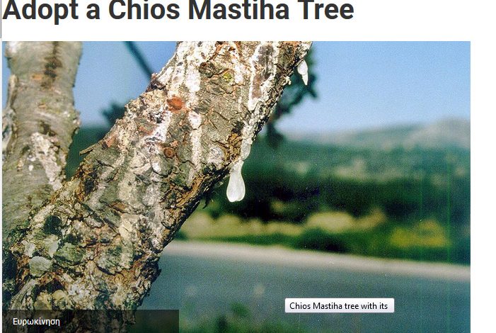 The National Herald-Adopt a Chios Mastiha Tree